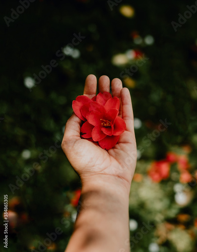 camelia