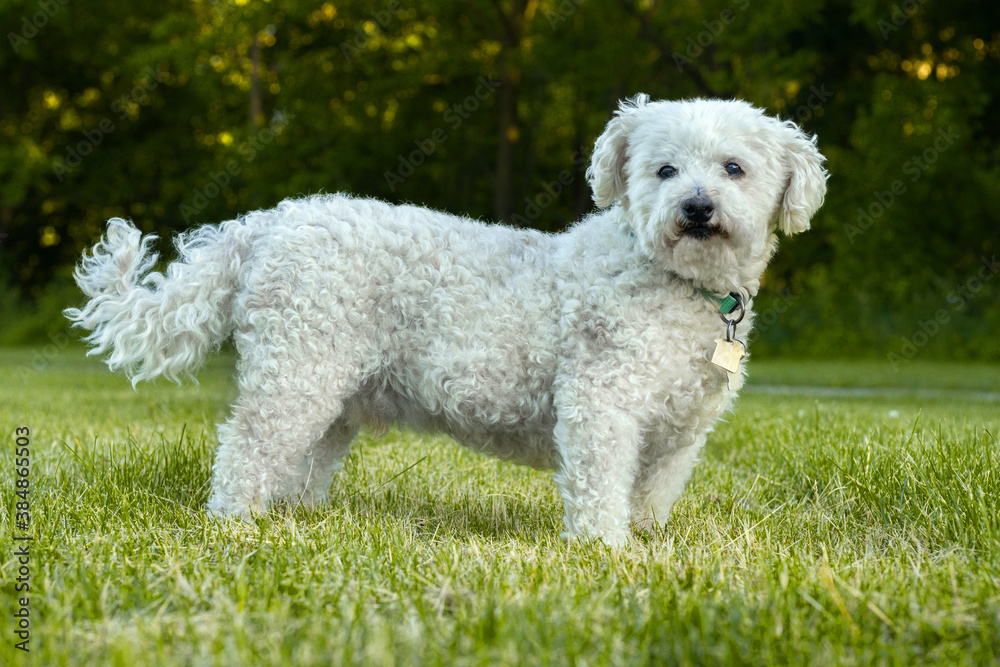 white bichon dog

perro blanco bichon