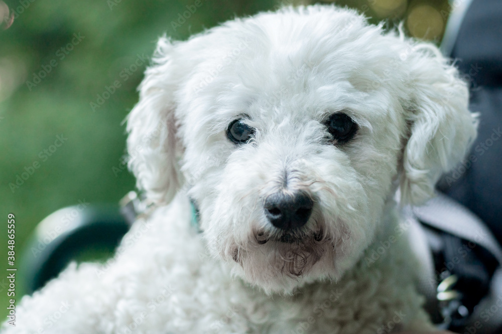 white bichon dog

perro bichon blanco