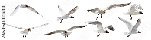 eight flying black head isolated gulls photo