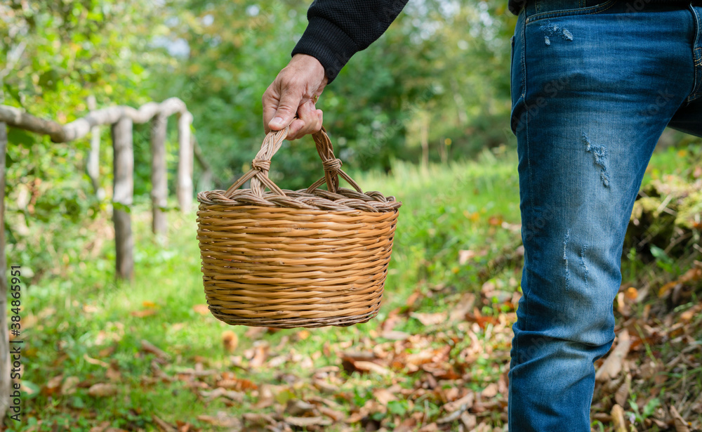 man holding a basket of chestnuts in the woods, Sardinian chestnuts, aritzo man holding a basket of chestnuts in the woods, Sardinian chestnuts, aritzo