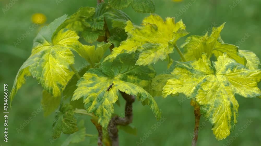 currant disease,yellowed currant leaves from the disease in the garden currant disease,yellowed currant leaves from the disease in the garden