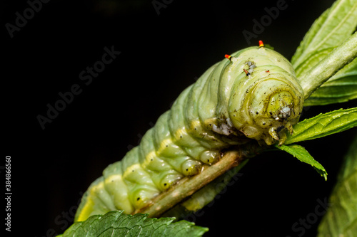 Large Green Caterpillar photo