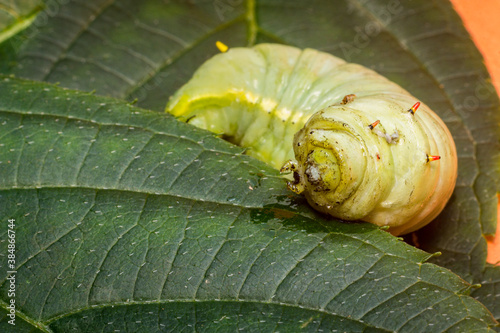 Large Green Caterpillar photo