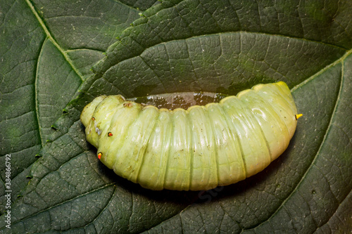 Large Green Caterpillar photo