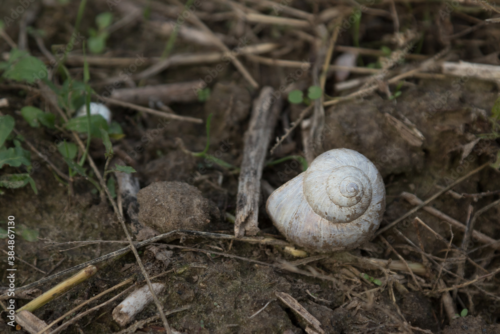Snail shell on the ground Snail shell on the ground