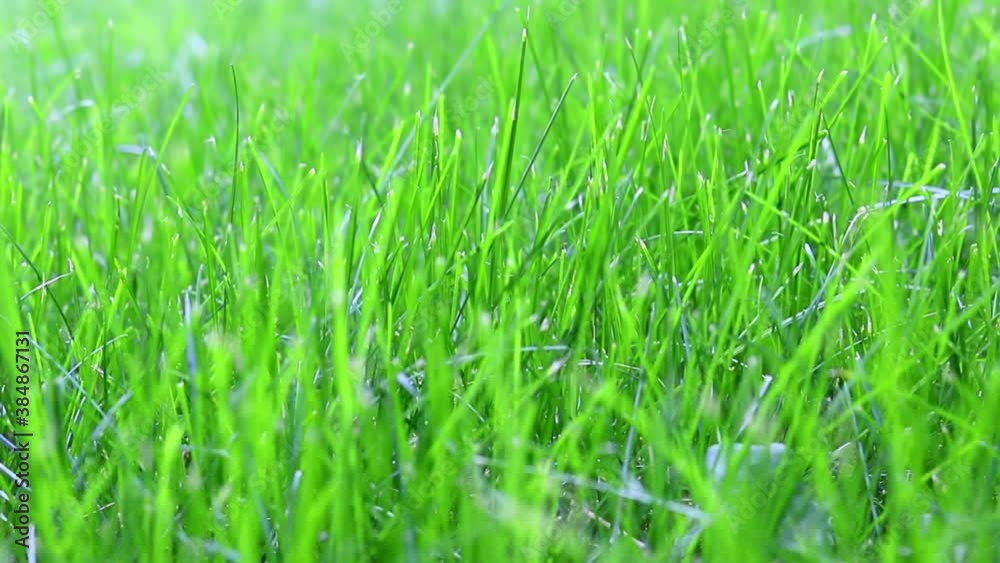 Green grass background swaying in the wind . Young greenery in motion. Green grass background swaying in the wind . Young greenery in motion.