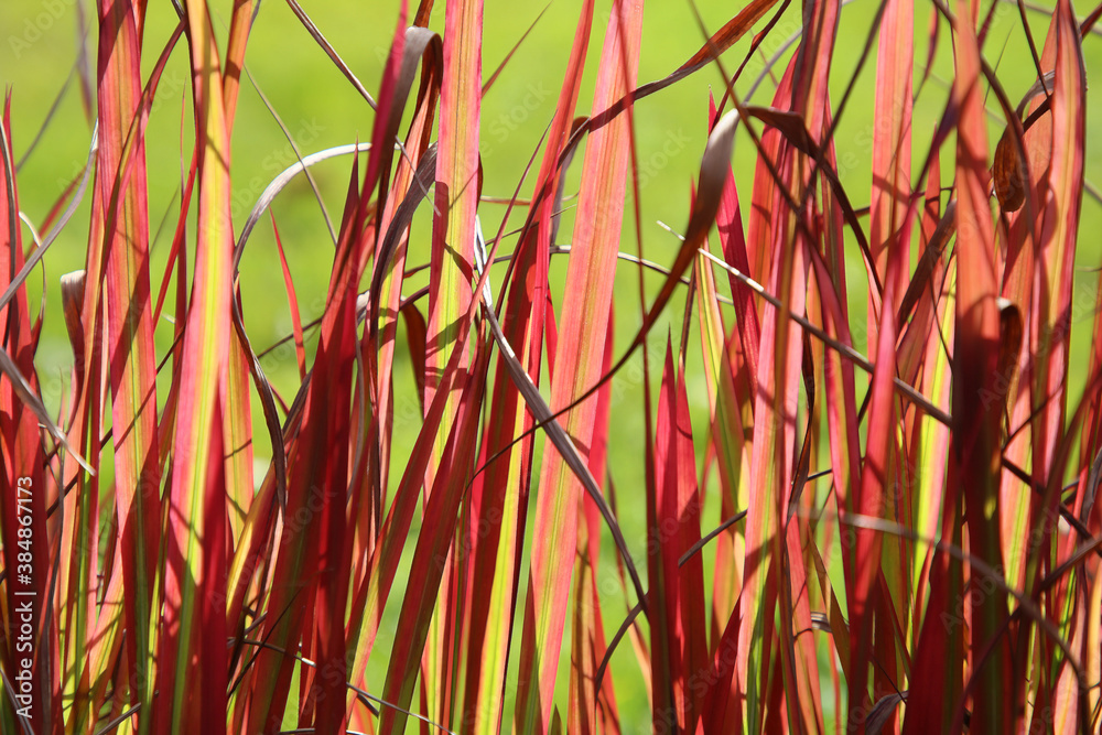 Fototapeta premium Czerwona trawa jesienią. 