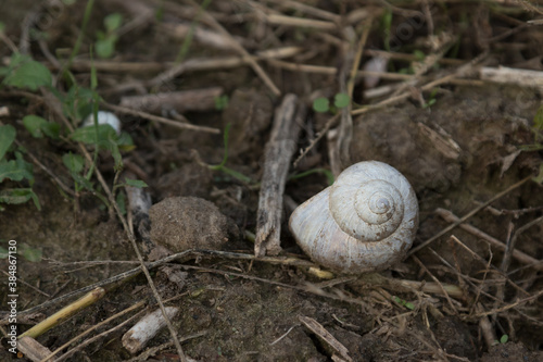 Snail shell on the ground