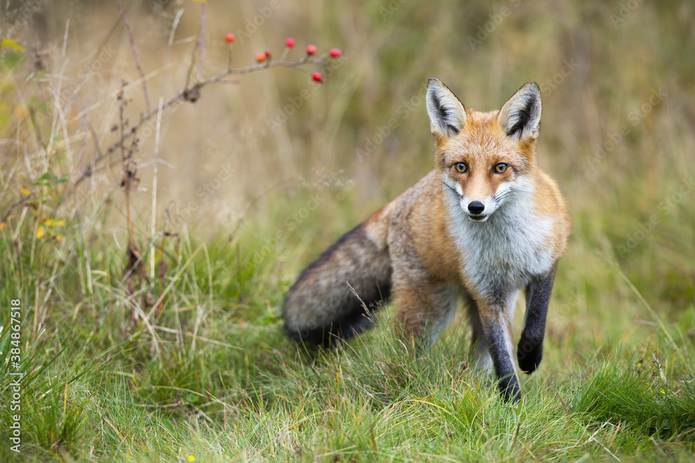 Red fox, vulpes vulpes, approaching on meadow in autumn nature. Wild beast going forward on green field in fall. Front view of predator with orange fur walking closer on grassland. Red fox, vulpes vulpes, approaching on meadow in autumn nature. Wild beast going forward on green field in fall. Front view of predator with orange fur walking closer on grassland.