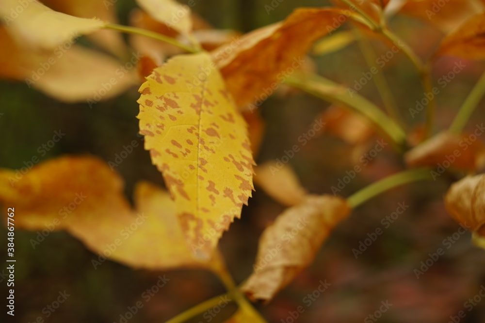 Lovely yellow brown autumn leaves on the branch in the forest. Lovely yellow brown autumn leaves on the branch in the forest.