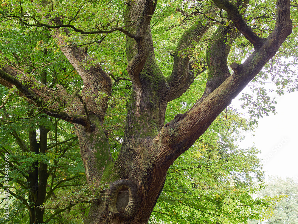 Fototapeta premium Ostfriesland Landschaft, Julianenpark Leer