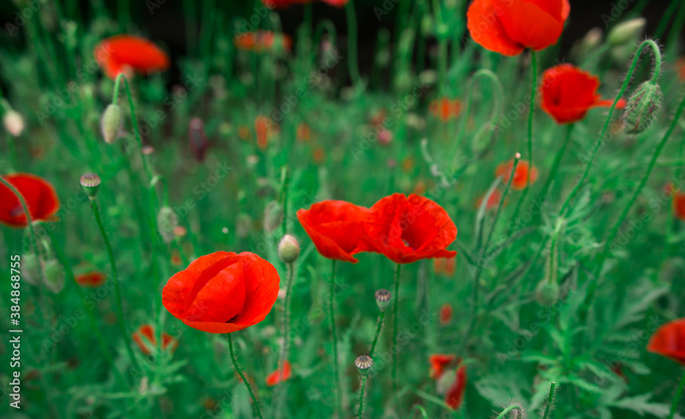 Fototapeta premium wild pink flowers poppies in the field at sunset