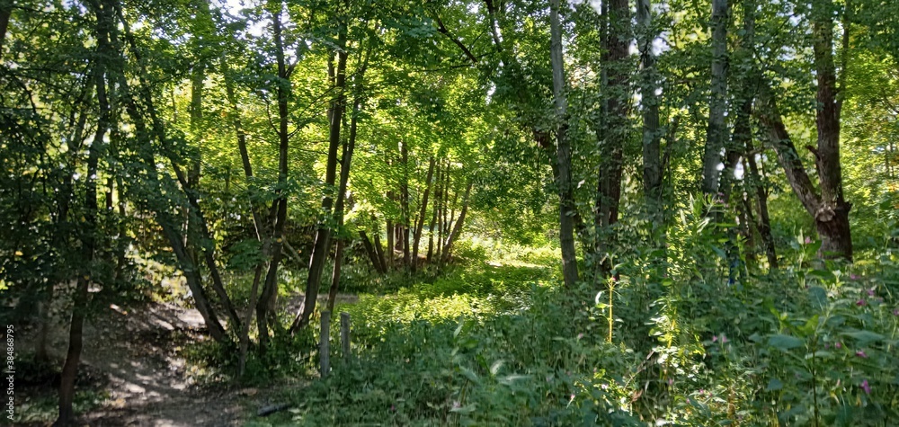 Obraz premium grass in the woods