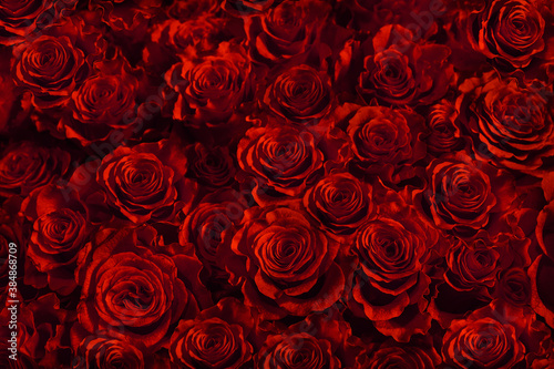 fresh red roses isolated on a black background. Greeting card with roses