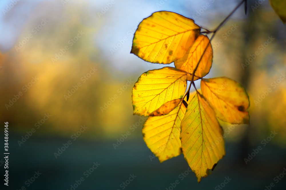 Obraz premium Herbst