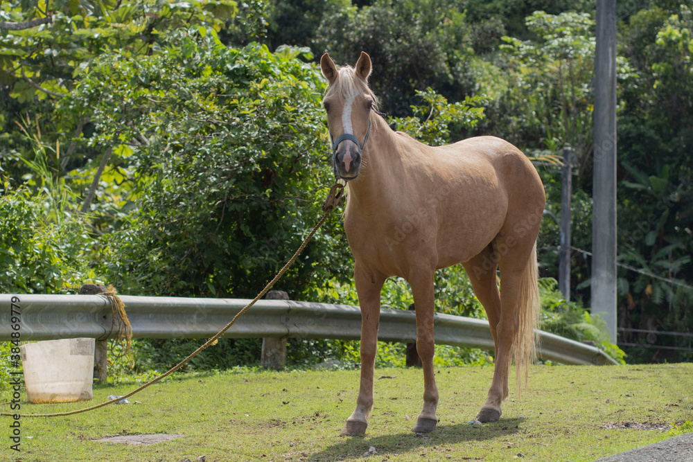 Obraz premium Hermoso Caballo