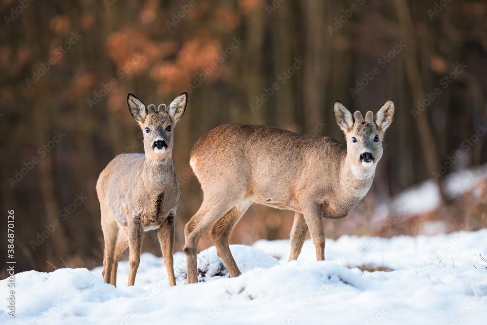 Two young roe deer, capreolus capreolus, standing on field in wintertime. Little roebuck siblings looking to the camera on snowy meadow. Wild mammals observing on white pasture.