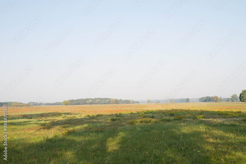 Fototapeta premium A meadow in late summer