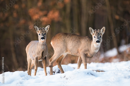 Obraz na płótnie Two young roe deer, capreolus capreolus, standing on field in wintertime. Little roebuck siblings looking to the camera on snowy meadow. Wild mammals observing on white pasture. w salonie