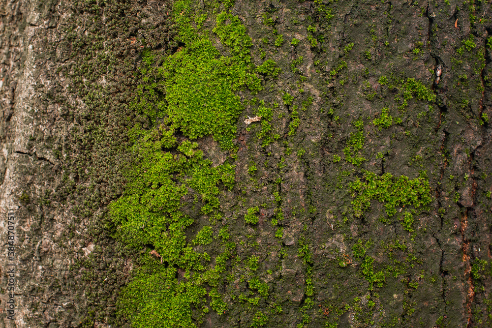 moss on tree