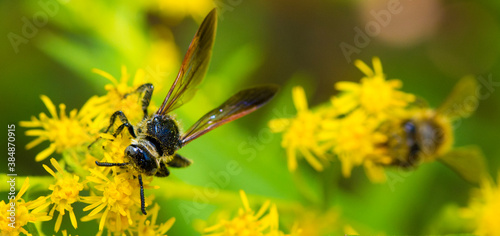 Wasp on Flower