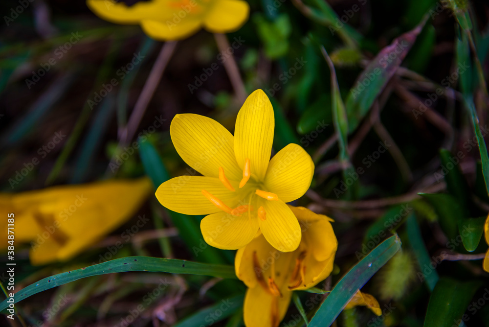 Fototapeta premium Sternbergia Lutea