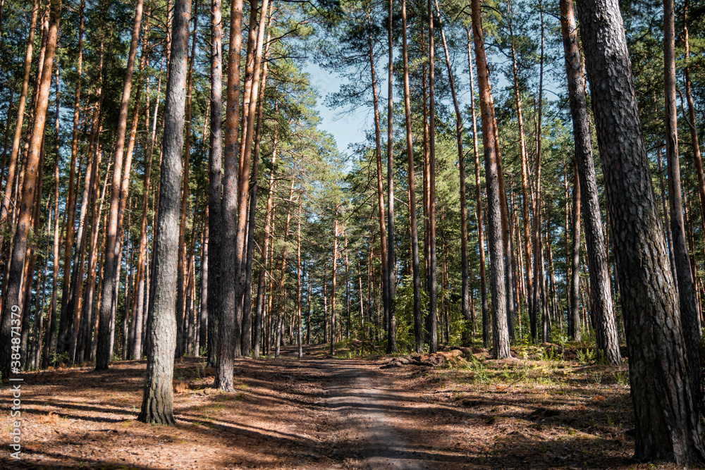 Obraz premium Pine forest view, summer landscape, forest trail.