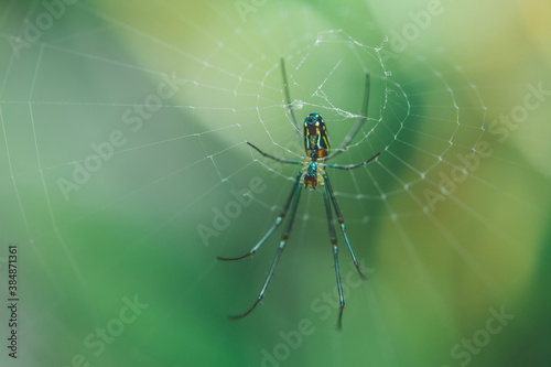 spider on the web © Ricardo