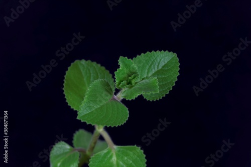 Leaves of a Mexican mint, Coleus amboinicus. photo