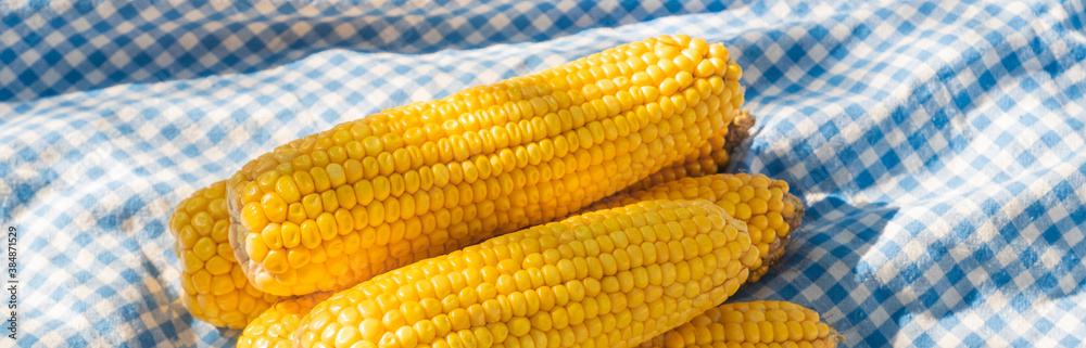 bright yellow corn over cozy blue blanket top view. Autumn still life. time to harvest. organic farm maiz bright yellow corn over cozy blue blanket top view. Autumn still life. time to harvest. organic farm maiz