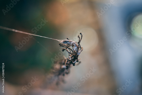 spider on a web