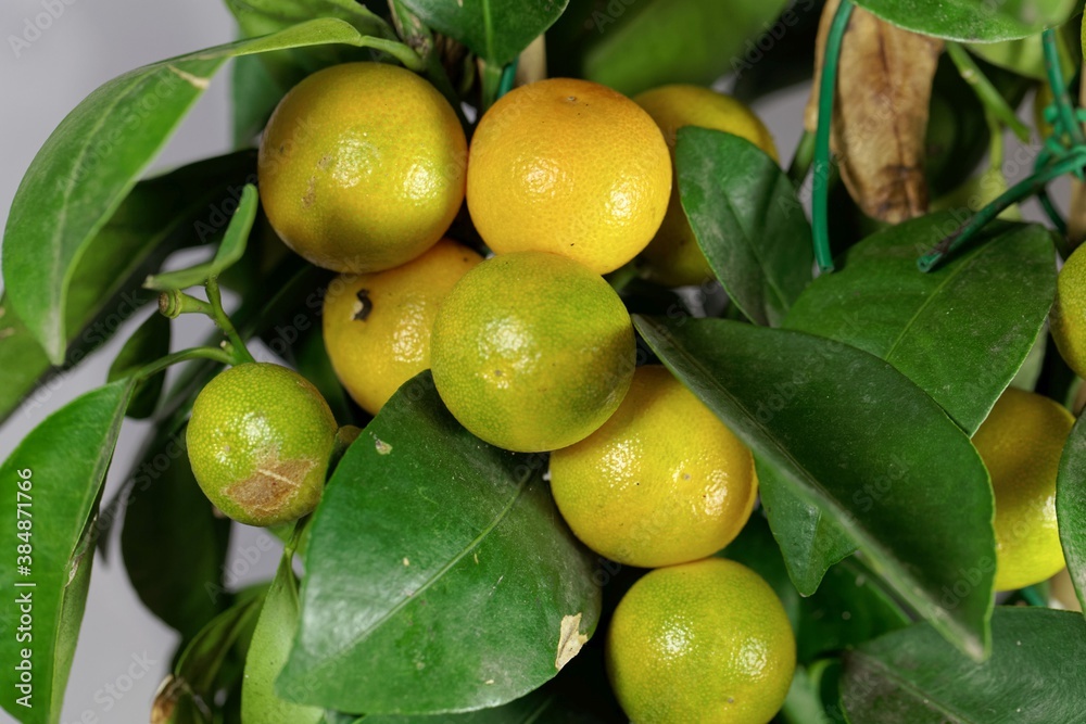 Fruits of a Calamansi, Citrus x microcarpa