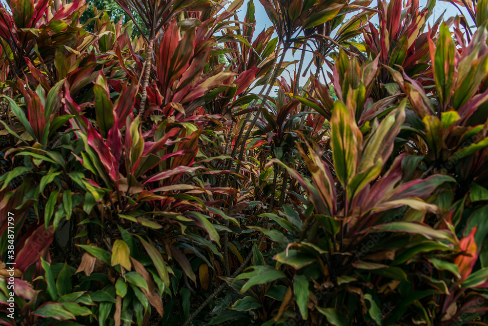 Thick bushes, green leaves background. Natural tropical background nature forest jungle foliage. Thick bushes, green leaves background. Natural tropical background nature forest jungle foliage.