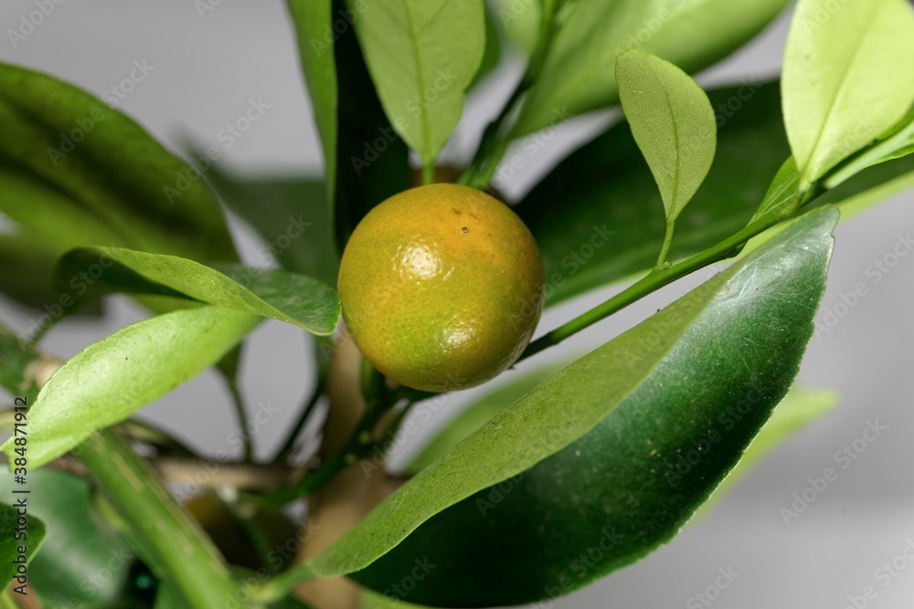 Fruits of a Calamansi, Citrus x microcarpa