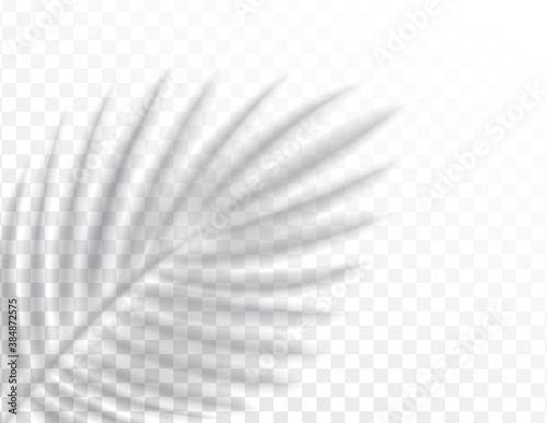 Shadows, overlay effects mock up, leaf of palm tree plant, natural interior light, vector illustration