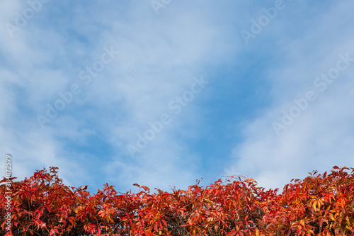 red orange yellow autumn leaves with blue sky background