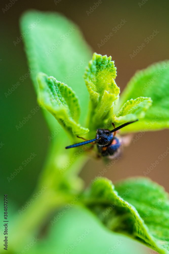 Fototapeta premium bug on a leaf