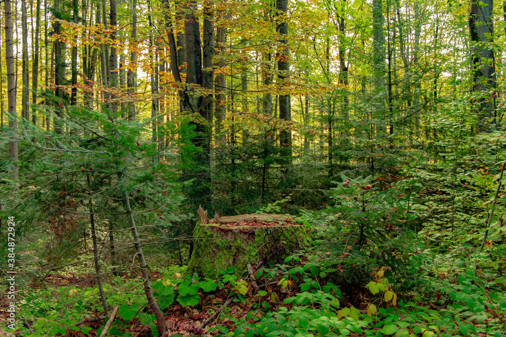autumn forest foliage wilderness outdoor space local nature scenic view