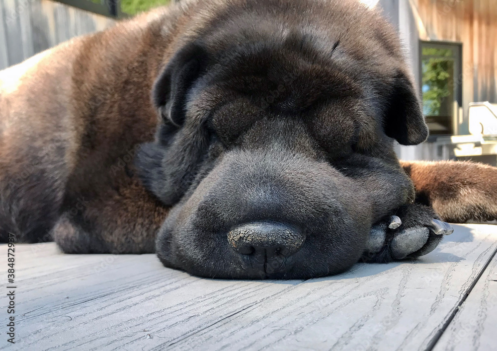 Obraz premium Dog sleeping 