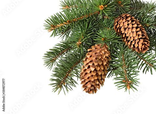 Fir tree branch with cones isolated. Pine branch. Christmas ornament.