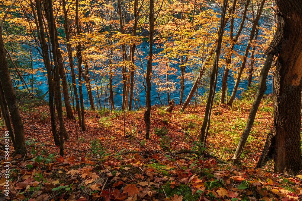 Obraz premium Walking in the Chauveau Park