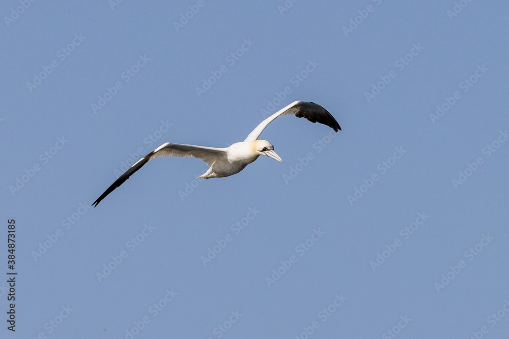 Gannet (Morus bassanus) - Photographed at Saint Abbs, Scotland, UK Gannet (Morus bassanus) - Photographed at Saint Abbs, Scotland, UK