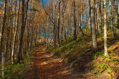 golden season October mountain forest landscape nature photography with yellow foliage and peaceful lonely dirt path way between trees in highland area in Carpathian mountain