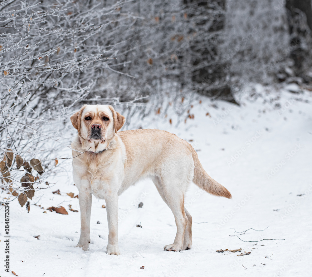 Nice labrador dog in the forest in winter Nice labrador dog in the forest in winter