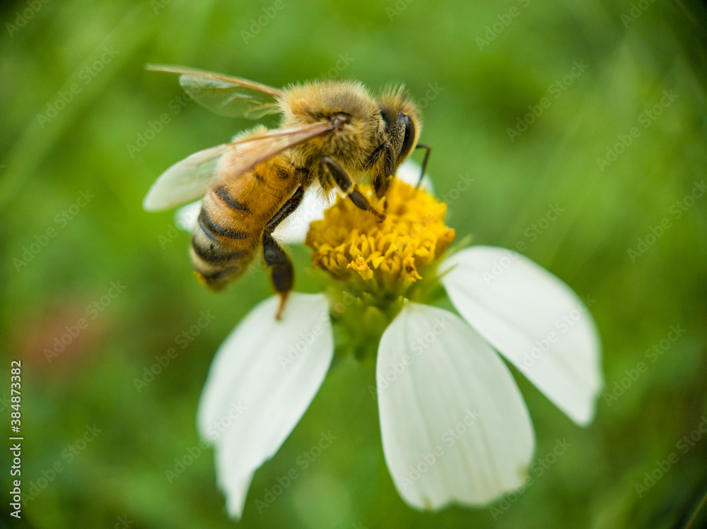 bee on flower bee on flower
