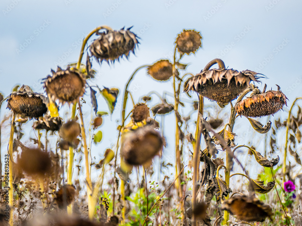Obraz premium Verwelkte Sonnenblumen auf dem Feld im Herbst