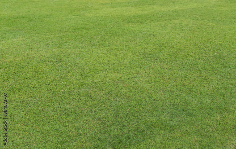 Naklejka Field of fresh green grass texture. Background