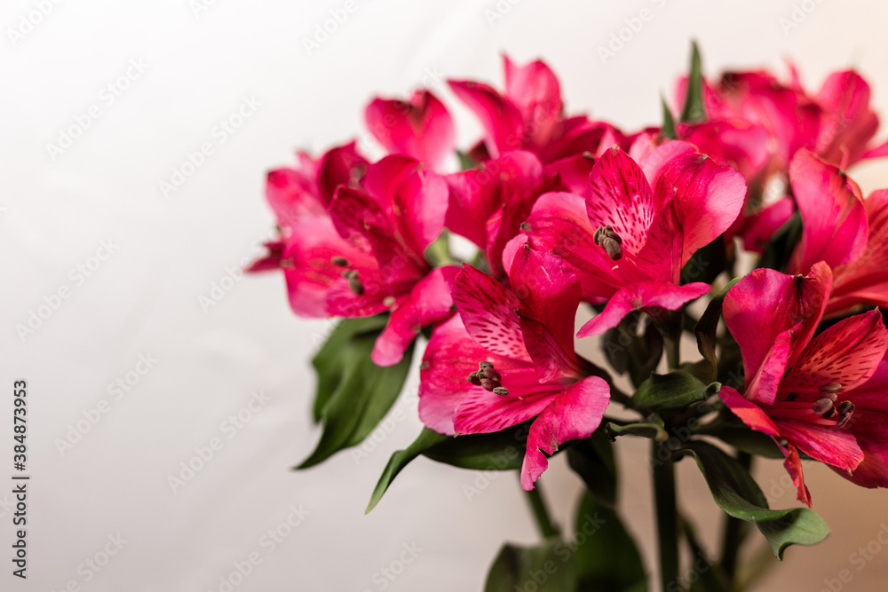 Alstroemeria pink on a white background Alstroemeria pink on a white background