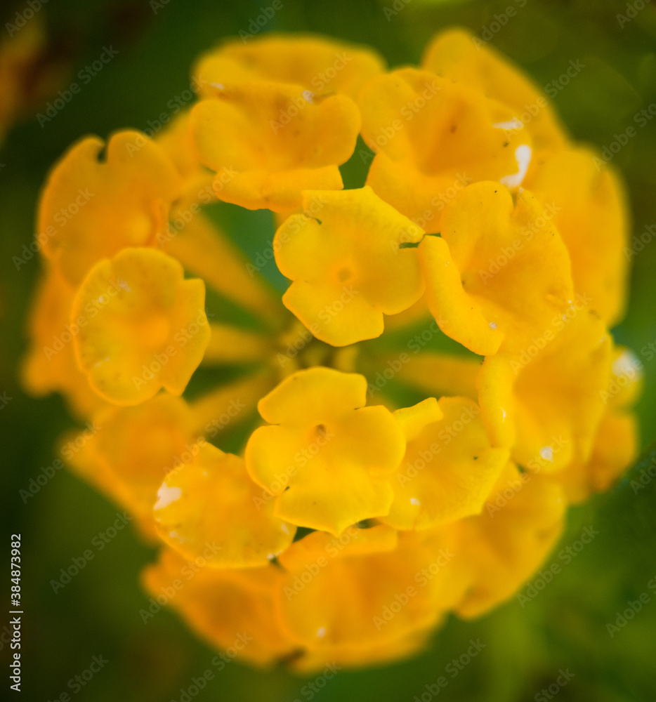 Fototapeta premium yellow flower closeup